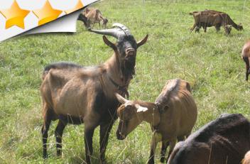 Chambres d'h�tes en Auvergne 63